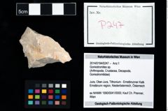 Foto (Objekt + Etikett) von Goniodromites sp.  (NHMW-GEO-2014-0194-0247)